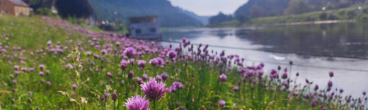 Eine Blumenwiese entlang der Elbe in der Sächsischen Schweiz